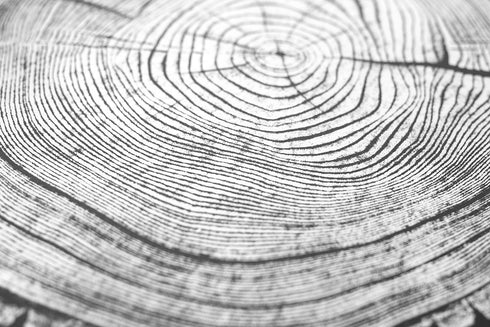 "Ash 81" Tree Print - Black Paper